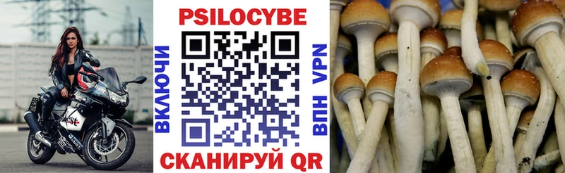 Псилоцибиновые грибы Psilocybine cubensis  Дмитров 