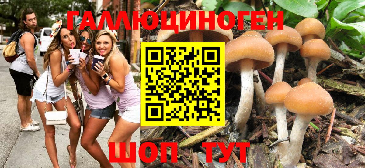 Галлюциногенные грибы мицелий  Дмитров  Псилоцибиновые грибы Psilocybe 